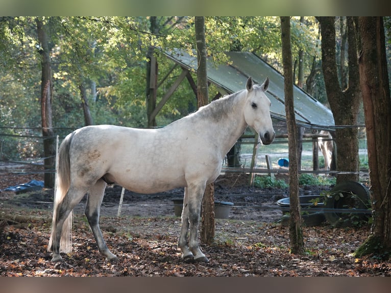 Lipizzano Castrone 12 Anni 160 cm Grigio in Baillet en France