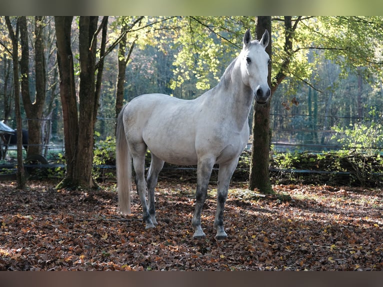 Lipizzano Castrone 12 Anni 160 cm Grigio in Baillet en France