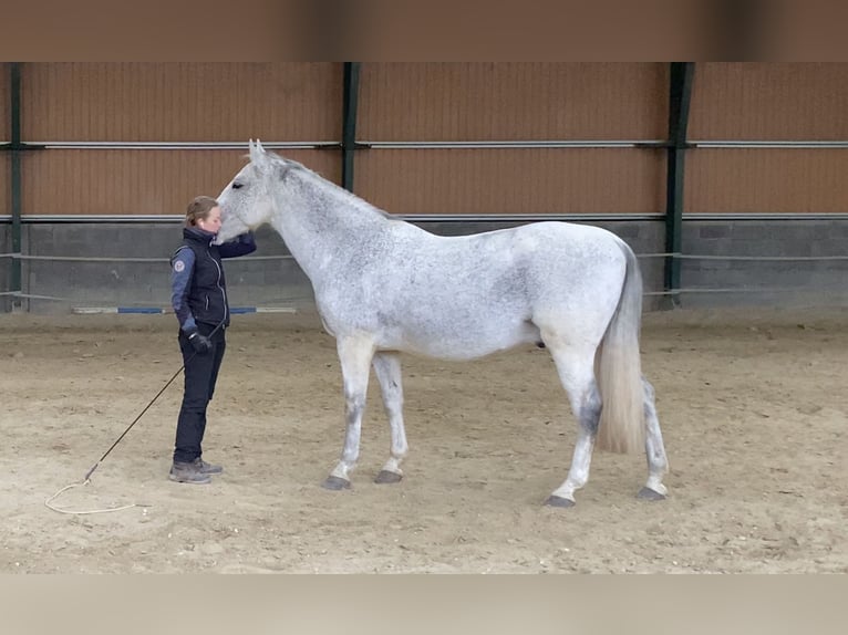 Lipizzano Castrone 12 Anni Grigio in Százhalombatta