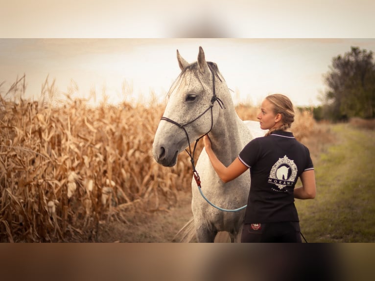 Lipizzano Castrone 12 Anni Grigio in Százhalombatta