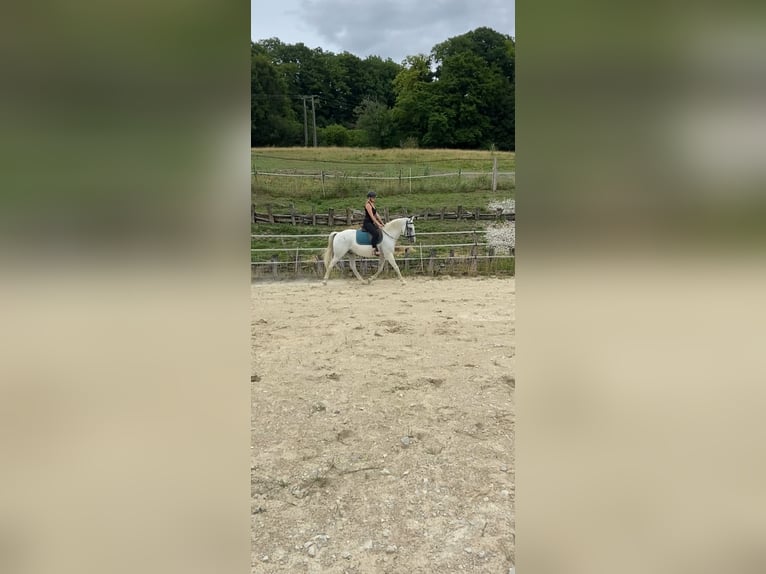 Lipizzano Castrone 13 Anni 155 cm Grigio in les islettes