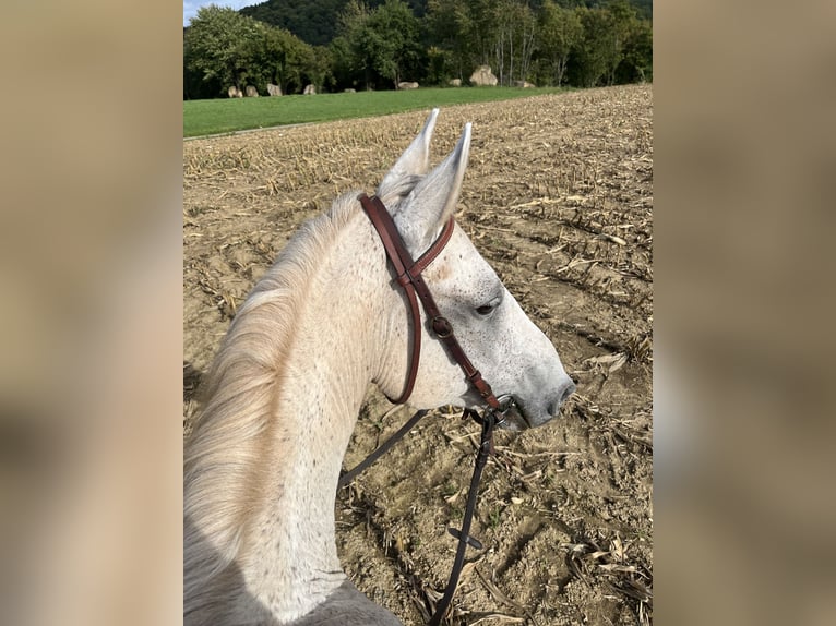Lipizzano Mix Castrone 13 Anni 155 cm Grigio in Lebach