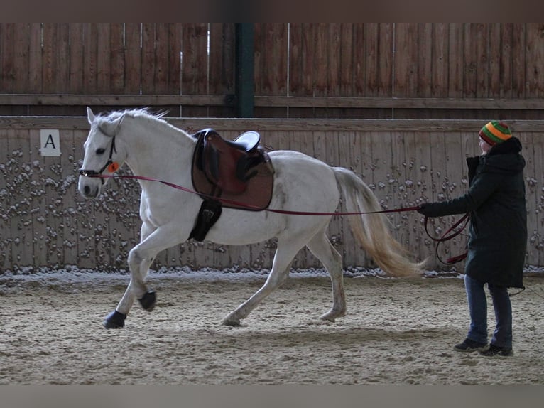 Lipizzano Castrone 13 Anni 158 cm Grigio in Baden