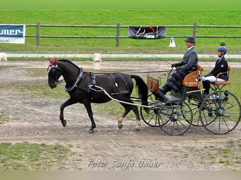 Lipizzano Castrone 13 Anni 160 cm Morello in Lembach