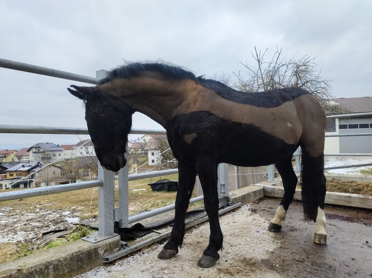 Lipizzano Castrone 13 Anni 161 cm Morello in Lembach