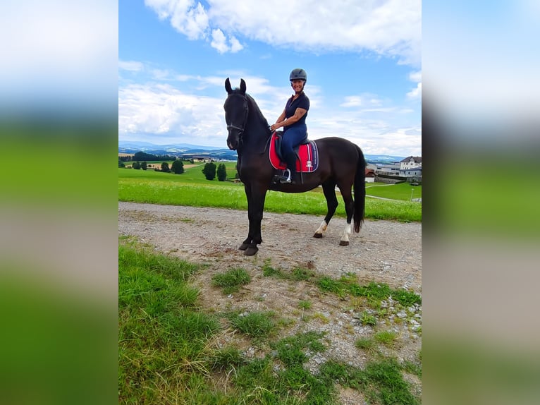 Lipizzano Castrone 13 Anni 161 cm Morello in Lembach