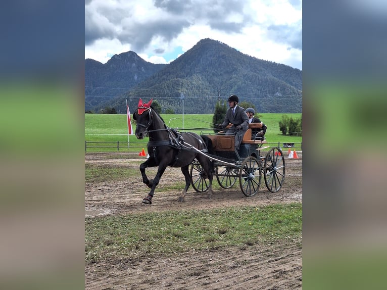 Lipizzano Castrone 13 Anni 161 cm Morello in Lembach