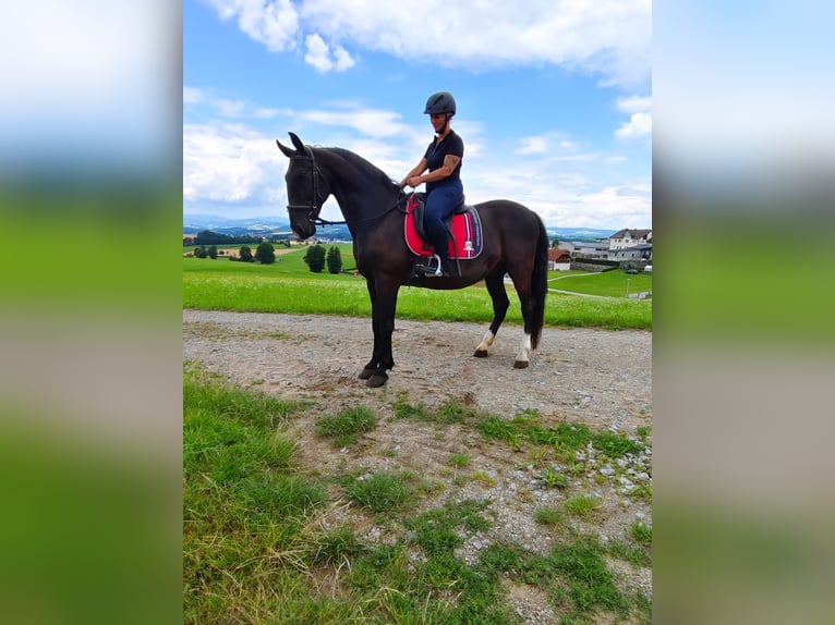 Lipizzano Castrone 13 Anni 161 cm Morello in Lembach