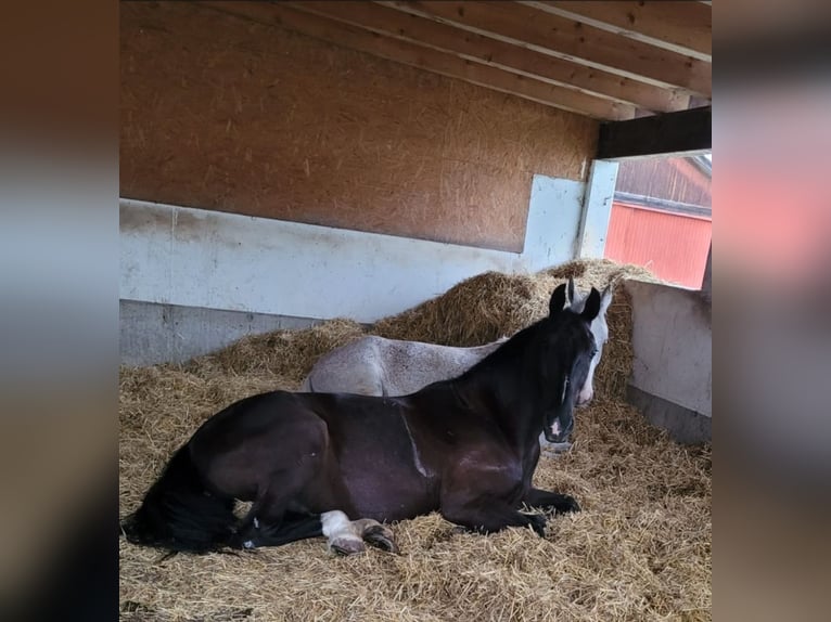 Lipizzano Castrone 13 Anni 161 cm Morello in Lembach