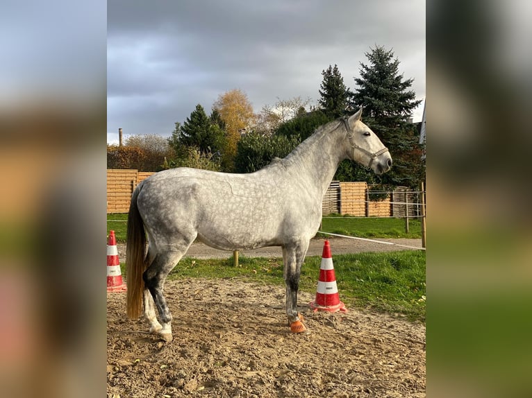 Lipizzano Castrone 13 Anni 163 cm Grigio trotinato in Leverkusen