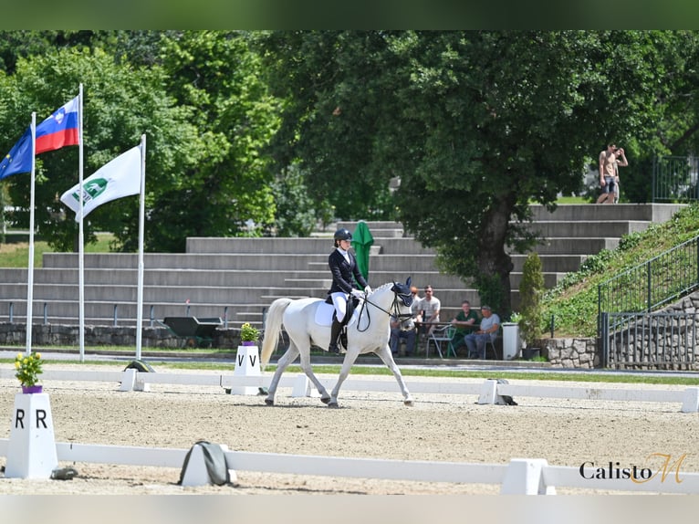 Lipizzano Castrone 14 Anni 150 cm Grigio in Šmartno pri Slovenj Gradcu