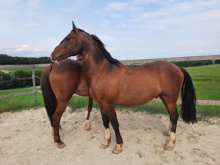 Lipizzano Castrone 14 Anni 152 cm Baio in Haag Dorf