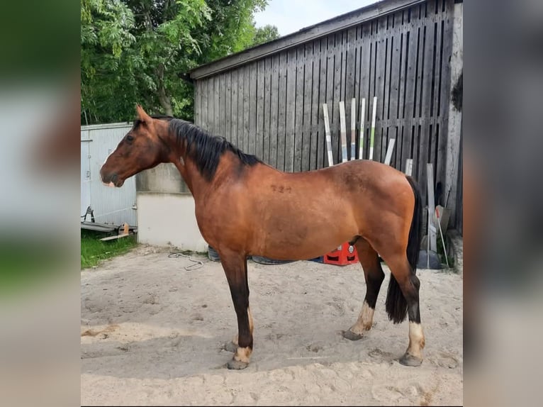 Lipizzano Castrone 14 Anni 152 cm Baio in Haag Dorf