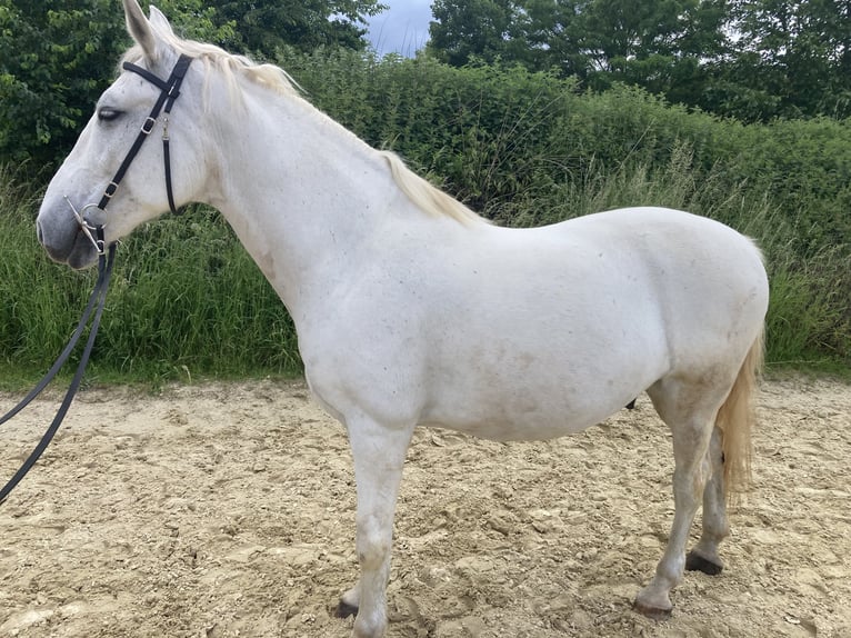 Lipizzano Castrone 14 Anni 155 cm Grigio in Pulheim