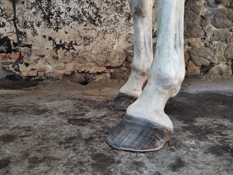 Lipizzano Castrone 14 Anni 162 cm Grigio trotinato in Studniska Dolne