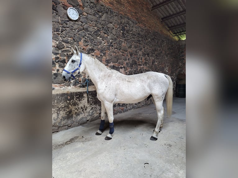 Lipizzano Castrone 14 Anni 162 cm Grigio trotinato in Studniska Dolne