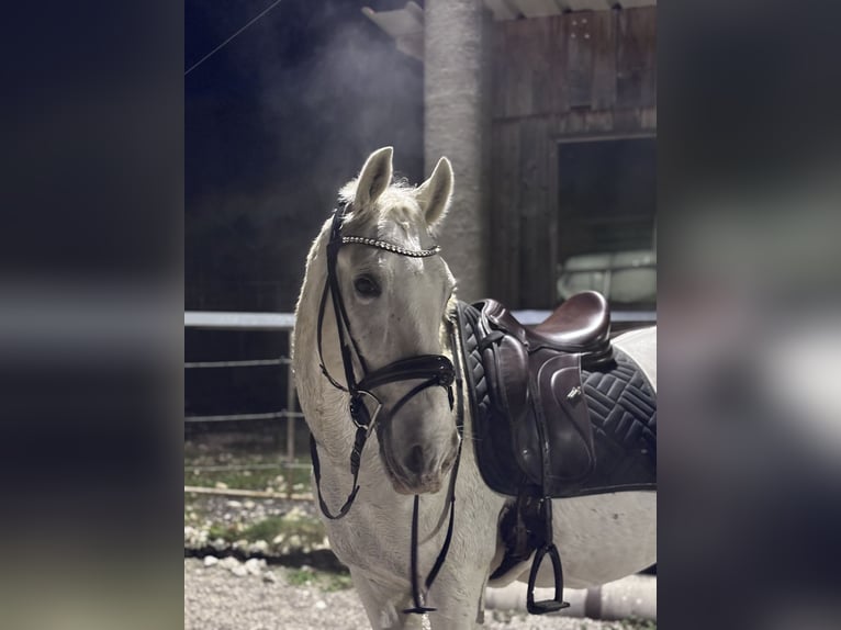 Lipizzano Castrone 15 Anni 152 cm Grigio in Leonstein