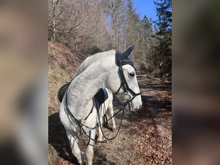 Lipizzano Castrone 15 Anni 152 cm Grigio in Leonstein