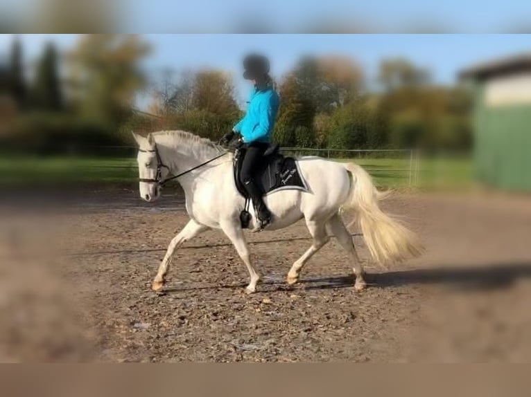 Lipizzano Castrone 15 Anni 156 cm Grigio in Elz