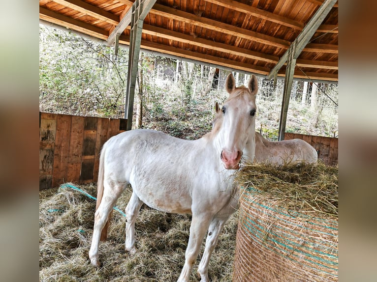 Lipizzano Castrone 15 Anni 156 cm Grigio in Elz
