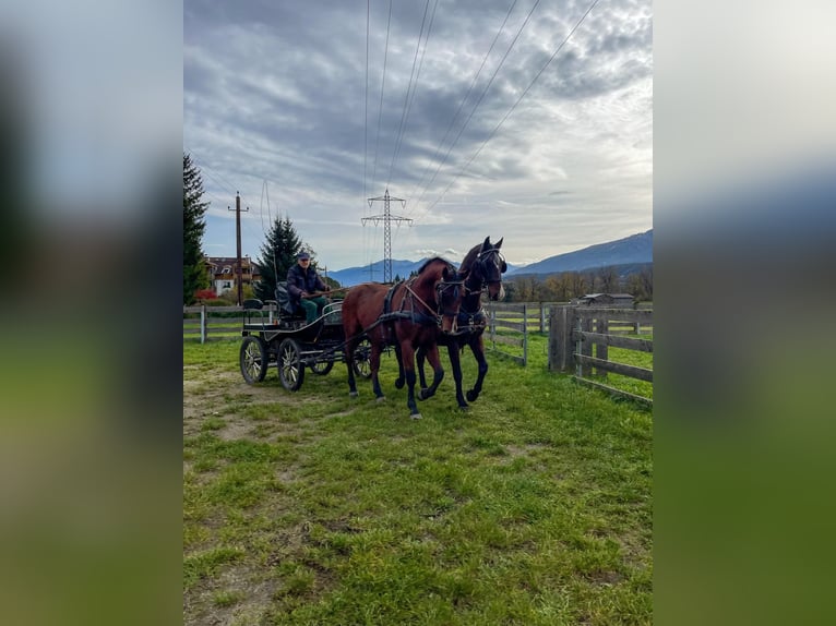 Lipizzano Castrone 15 Anni 158 cm Baio in Tirol