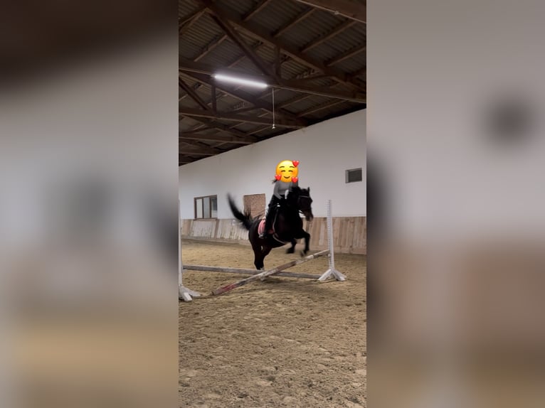 Lipizzano Castrone 15 Anni 160 cm Baio in Wien, Donaustadt