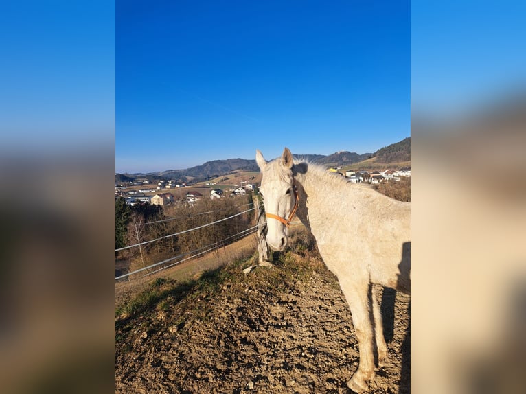 Lipizzano Castrone 16 Anni 158 cm Grigio in Pabneukirchen