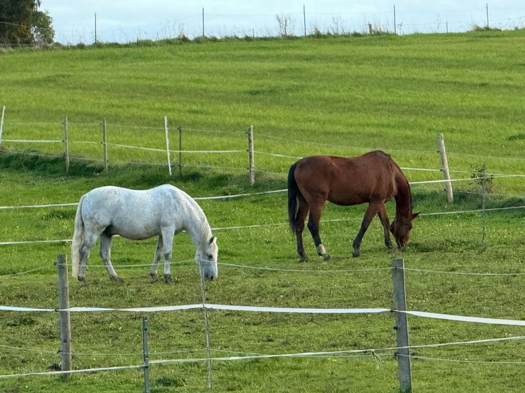 Lipizzano Mix Castrone 17 Anni Grigio in Pöcking