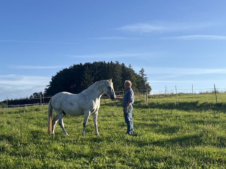 Lipizzano Mix Castrone 17 Anni Grigio in Pöcking