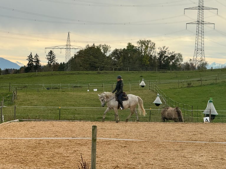 Lipizzano Mix Castrone 17 Anni Grigio in Pöcking