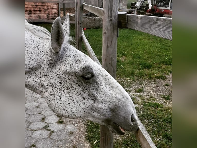 Lipizzano Mix Castrone 18 Anni 165 cm Grigio trotinato in Neustadl an der Donau