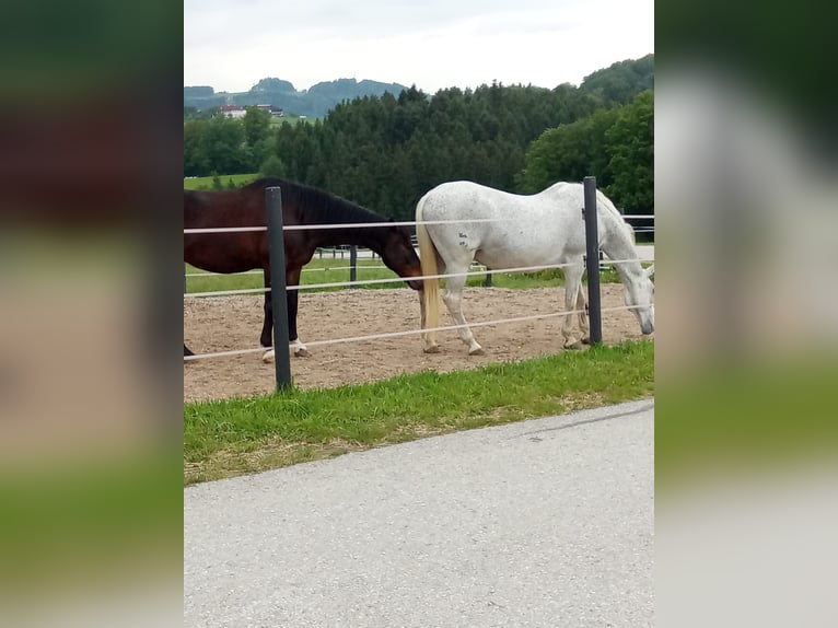 Lipizzano Mix Castrone 18 Anni 165 cm Grigio trotinato in Neustadl an der Donau