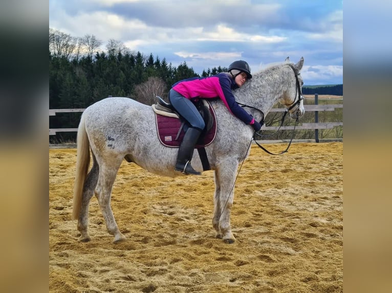 Lipizzano Mix Castrone 18 Anni 165 cm Grigio trotinato in Neustadl an der Donau