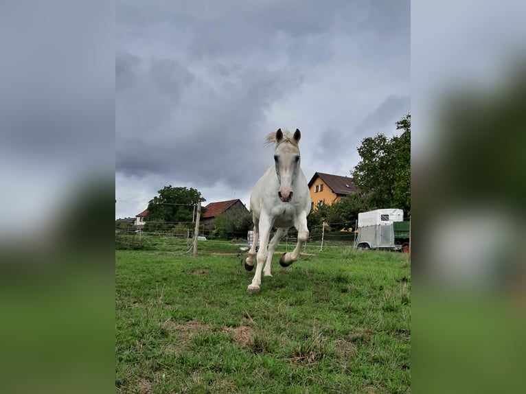 Lipizzano Mix Castrone 19 Anni 155 cm Bianco in Neunkirchen