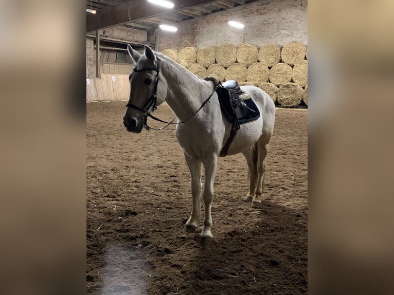 Lipizzano Mix Castrone 19 Anni 168 cm Grigio in Waldfeucht