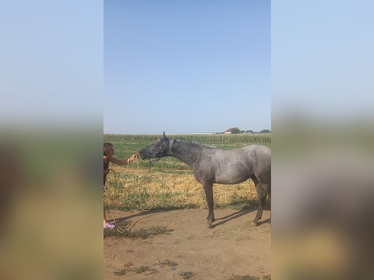 Lipizzano Castrone 1 Anno 150 cm Grigio in Belegis