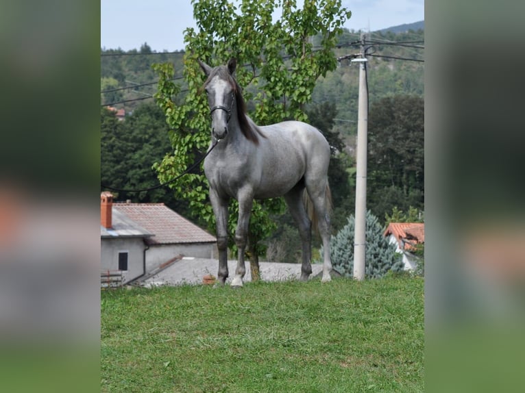 Lipizzano Castrone 1 Anno 157 cm Grigio in Velika Loka