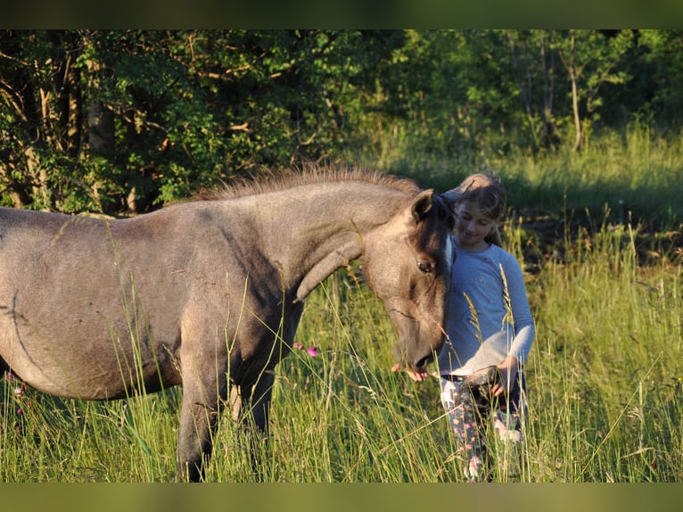 Lipizzano Castrone 1 Anno 160 cm Grigio in Kozina