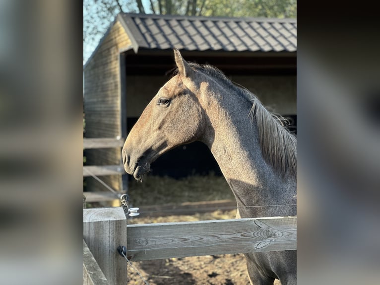 Lipizzano Castrone 1 Anno Falbo baio in Ruddervoorde