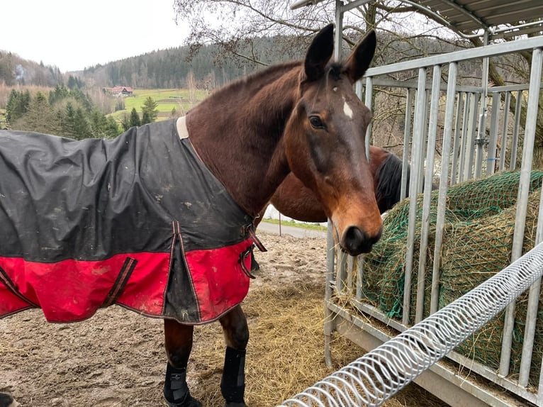 Lipizzano Castrone 20 Anni  in Grünhain-Beierfeld