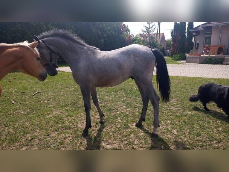 Lipizzano Castrone 2 Anni 150 cm Grigio in Rechnitz