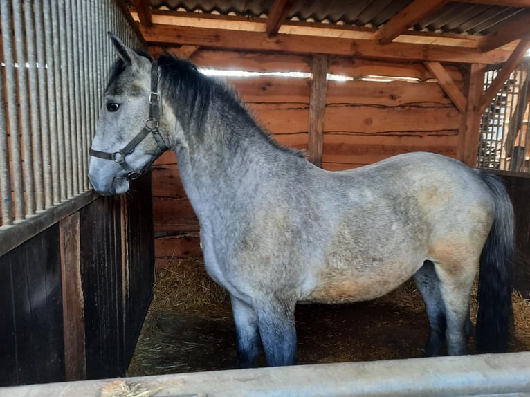 Lipizzano Castrone 2 Anni 150 cm Grigio in Rechnitz