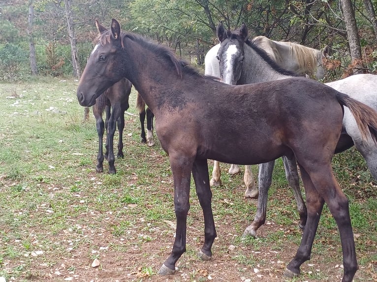 Lipizzano Castrone 2 Anni 151 cm Morello in Kozina