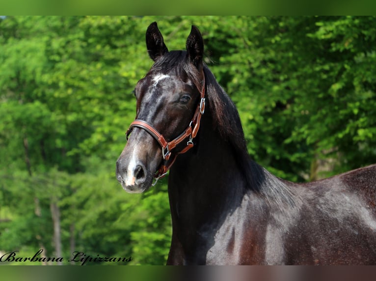 Lipizzano Castrone 2 Anni 155 cm Grigio in Radovljica