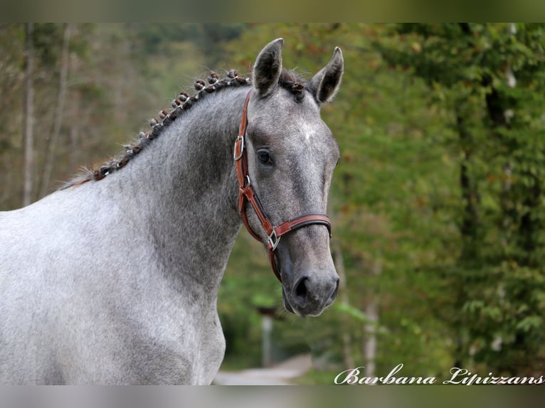 Lipizzano Castrone 2 Anni 156 cm Grigio in Radovljica