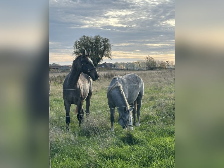 Lipizzano Castrone 2 Anni 158 cm Falbo baio in Ruddervoorde