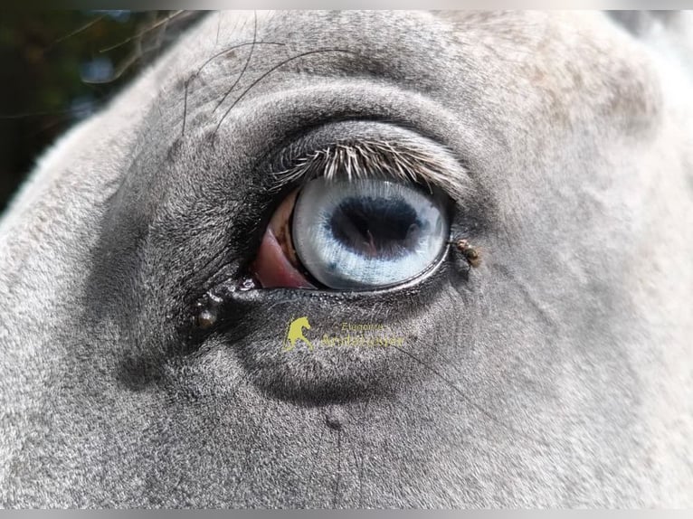 Lipizzano Castrone 3 Anni 149 cm Grigio in Hamburg
