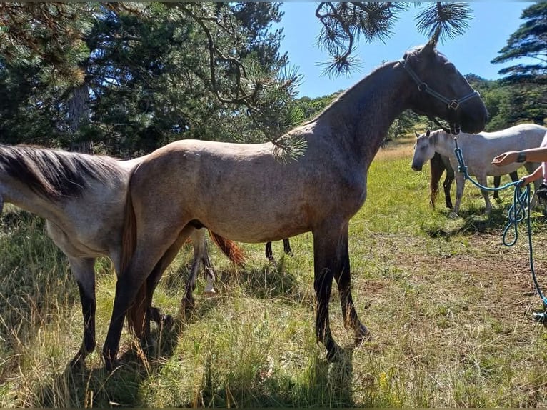Lipizzano Castrone 3 Anni 155 cm Grigio in KOZINA