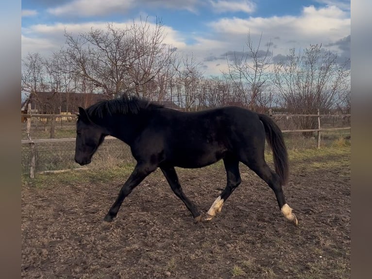 Lipizzano Castrone 3 Anni 155 cm Morello in Úrhida