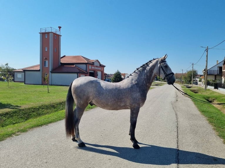 Lipizzano Castrone 3 Anni 161 cm Grigio pezzato in Nicole Tesle 19